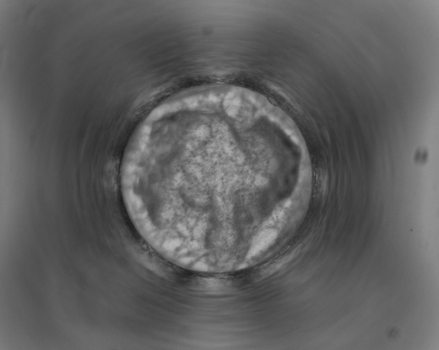 X0000094450286200712061207