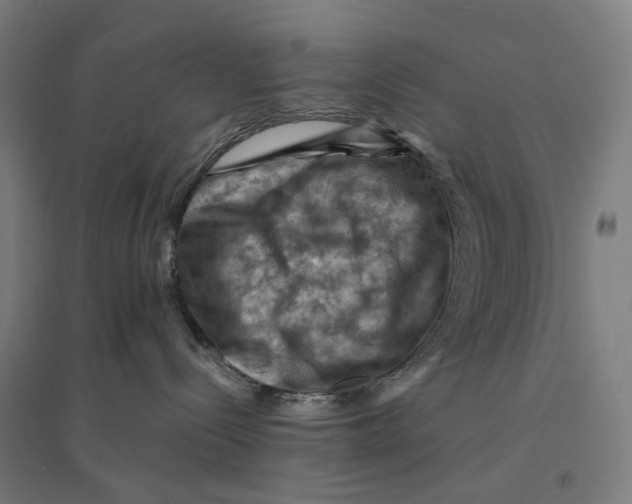 X0000094450288200712061207