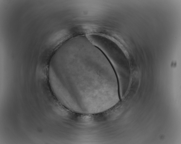 X0000094450325200712061206