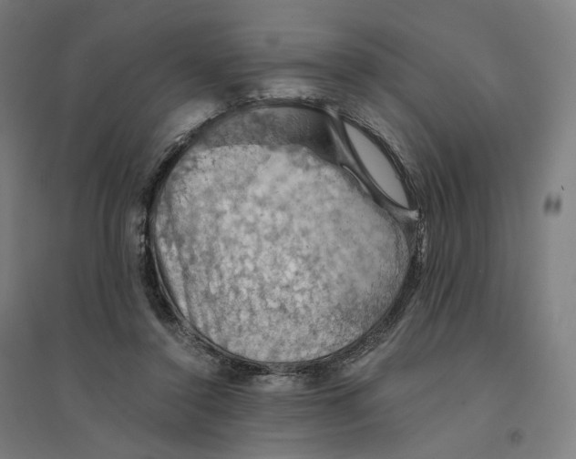 X0000094450356200712061205