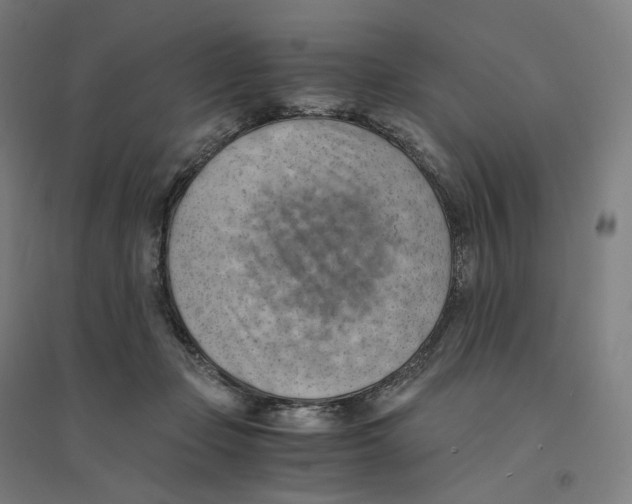 X0000094450365200712061205