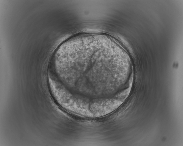 X0000094450385200712061205