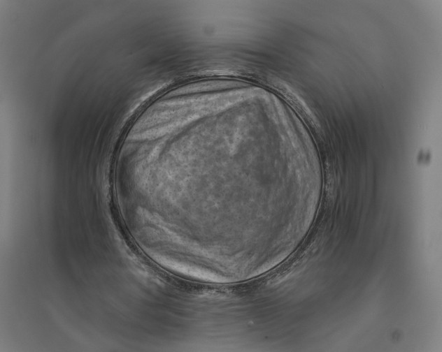 X0000094450386200712061205