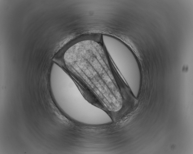 X0000094450393200712061205