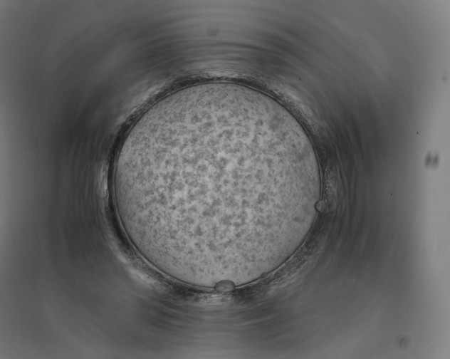 X0000094450398200712061205