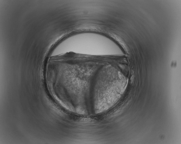 X0000094450399200712061205