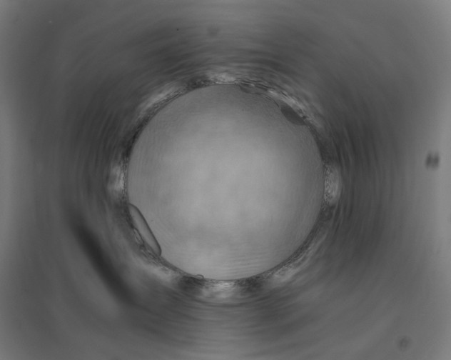 X0000094450431200712061204