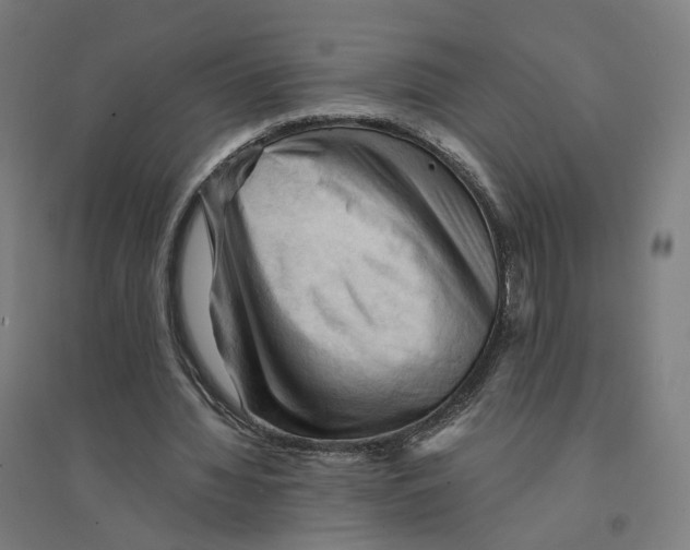 X0000094450436200712061204