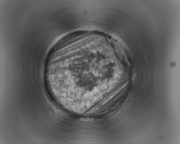 X0000094450440200712061204