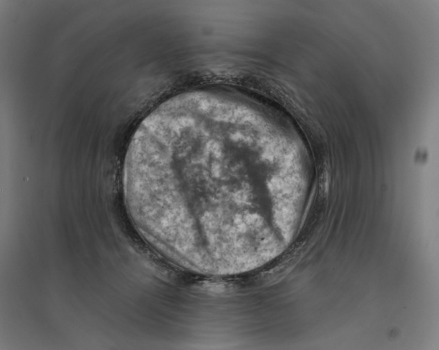 X0000094450464200712061204