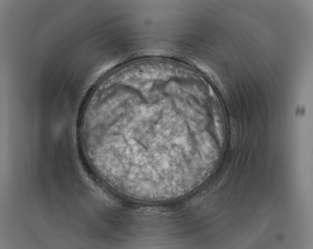 X0000094450482200712061203