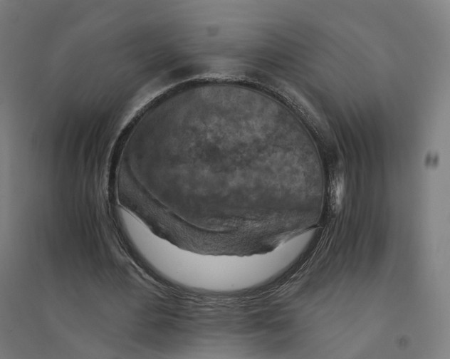 X0000094450484200712061203