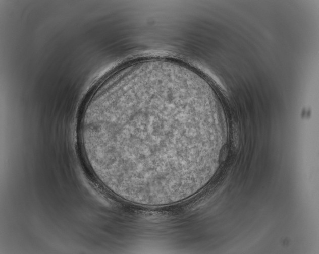 X0000094450486200712061203