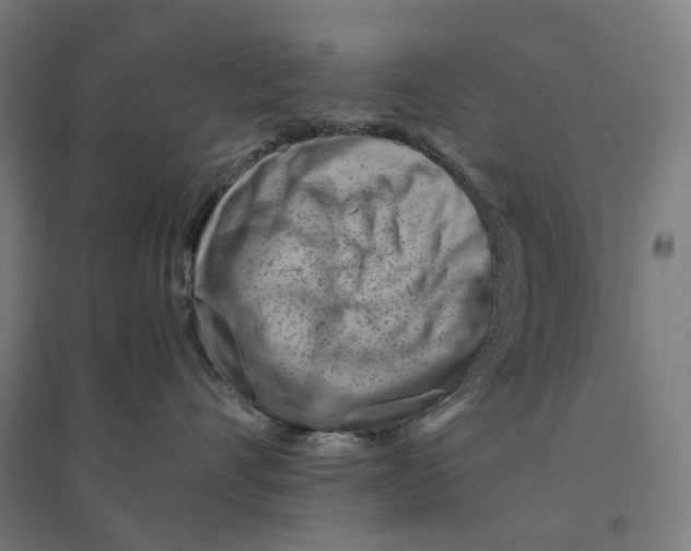 X0000094450528200712061203