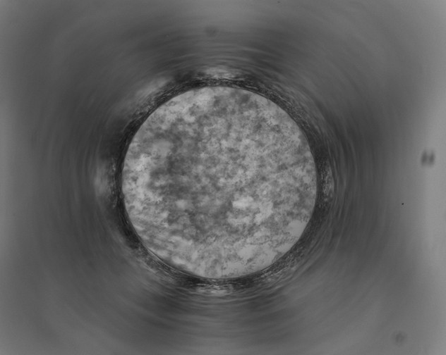 X0000094450559200712061203