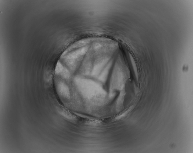 X0000094450576200712061203