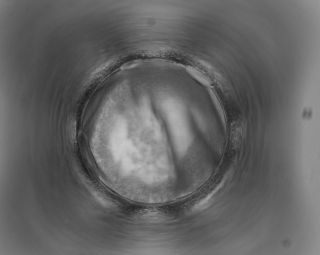 X0000094450589200712061202