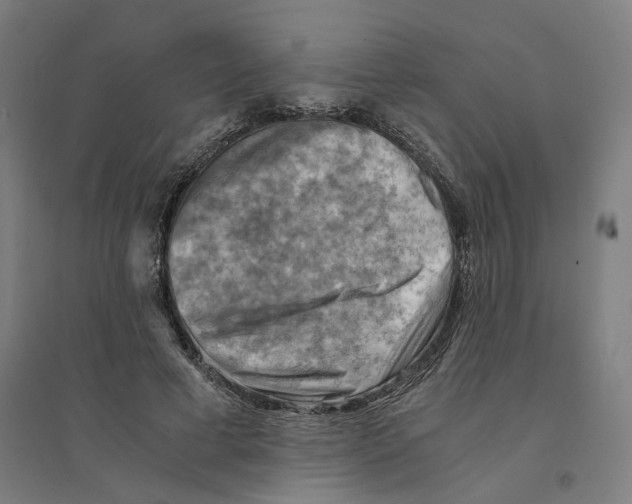 X0000094450593200712061202