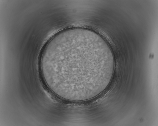 X0000094450626200712061201