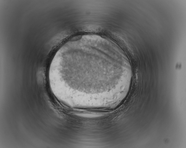 X0000094450688200712061201