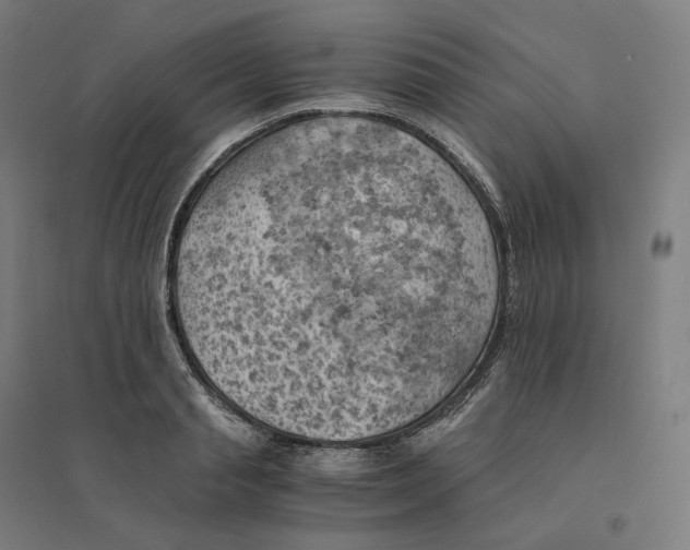 X0000094450845200712061159