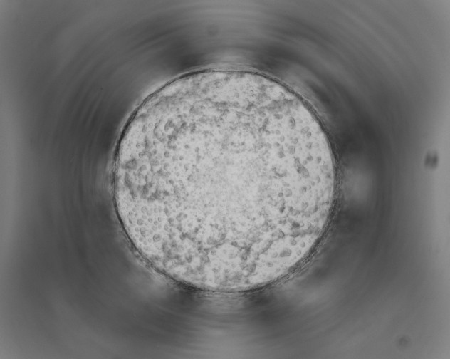 X0000094450856200712061159