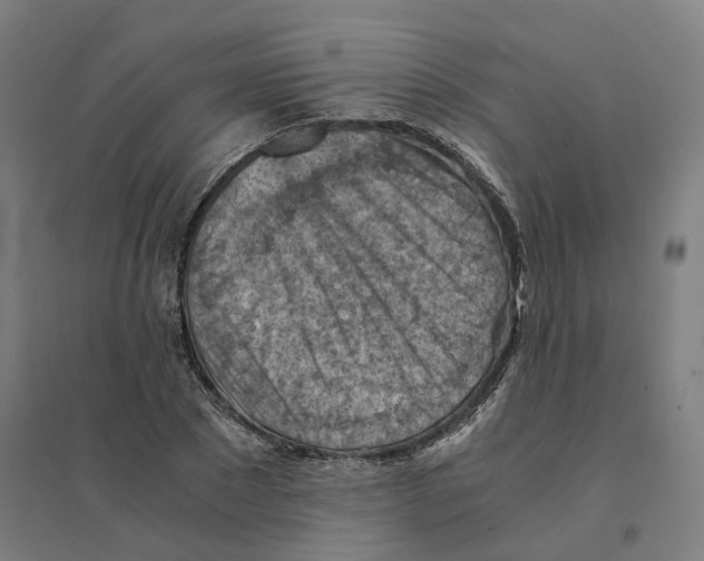 X0000094450881200712061158