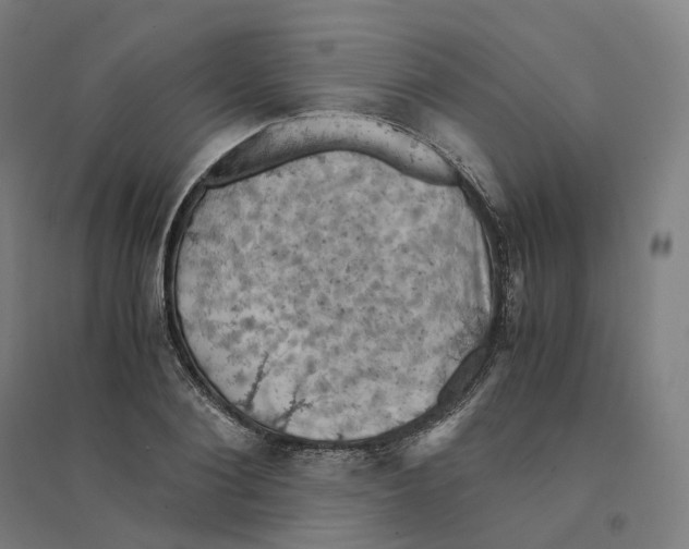 X0000094450884200712061158