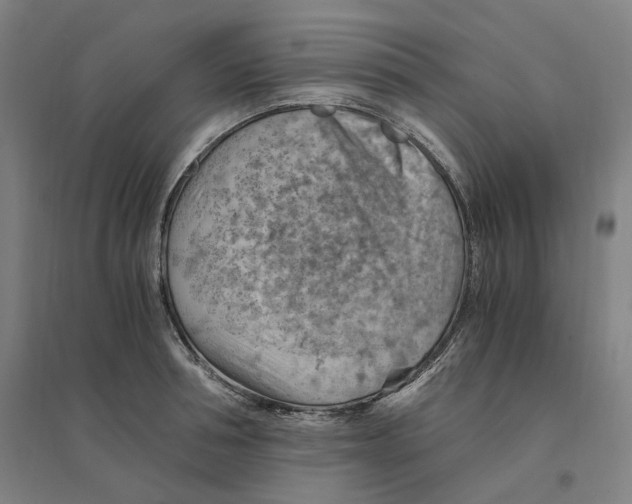 X0000094450994200712061156