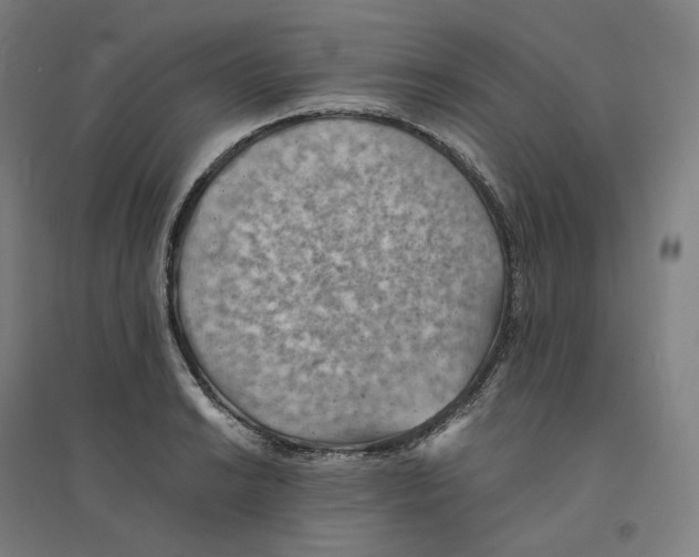 X0000094451038200712061156