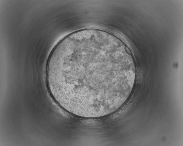 X0000094451048200712061156