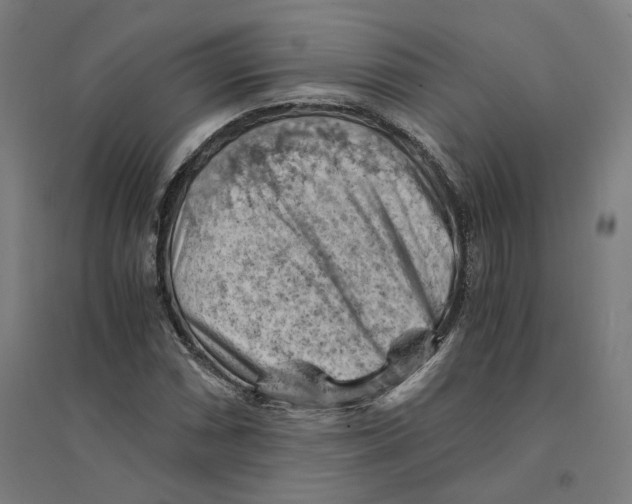 X0000094451066200712061155