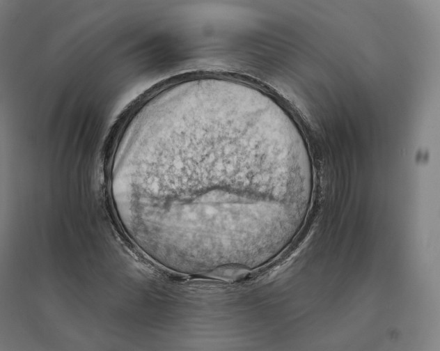 X0000094451070200712061155