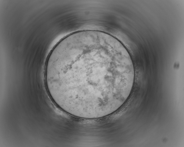 X0000094451094200712061155