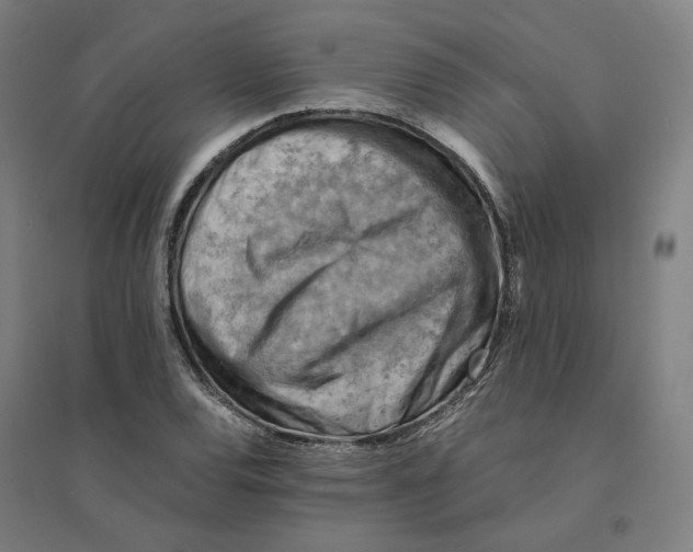 X0000094451120200712061154