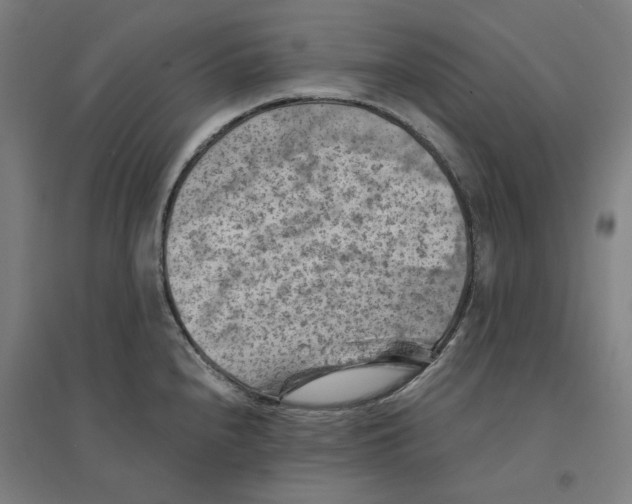 X0000094451240200712061153