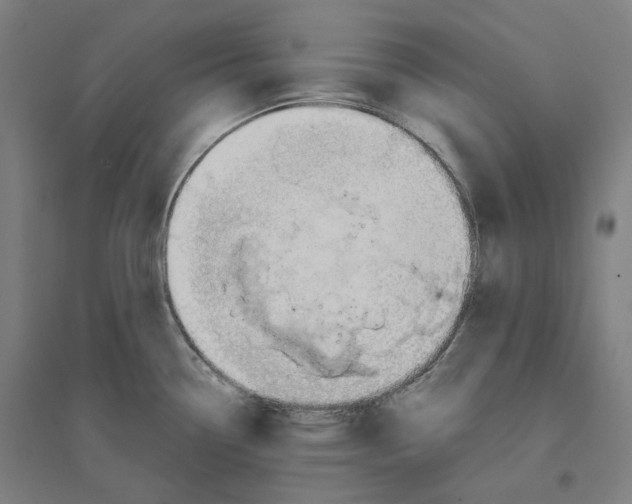 X0000094451338200712061152