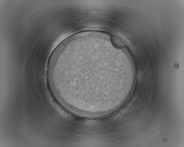 X0000094451378200712061151