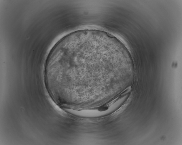 X0000094451438200712061151