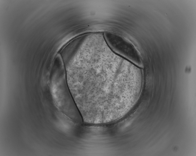 X0000094451465200712061150