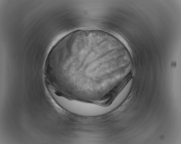 X0000094451485200712061149