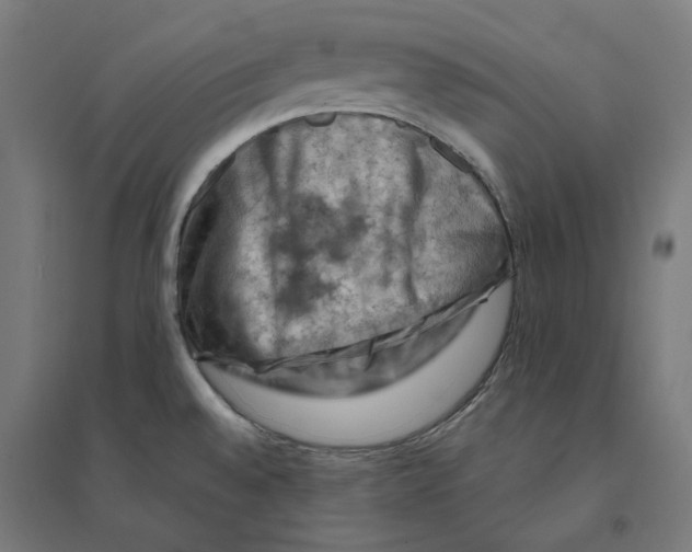 X0000094451528200712061149