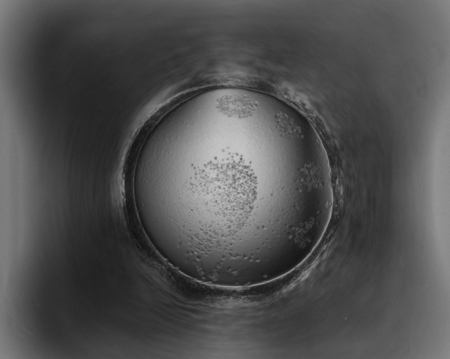 X0000094460246200711081331