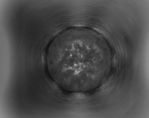 X0000094460424200711081329