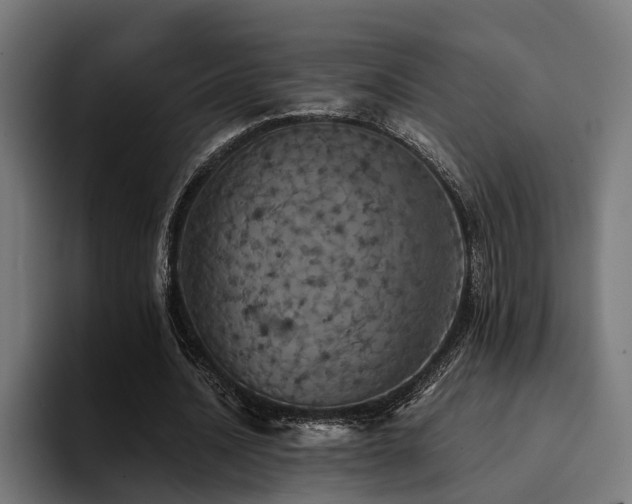 X0000094460628200711081326