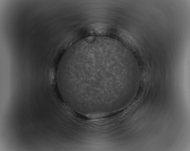 X0000094460709200711081325