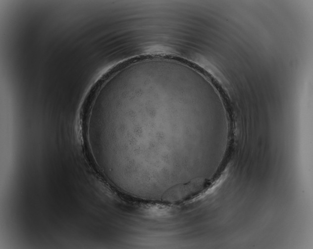 X0000094461022200711081321