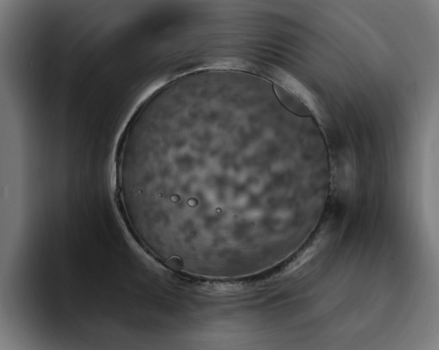 X0000094461095200711081320