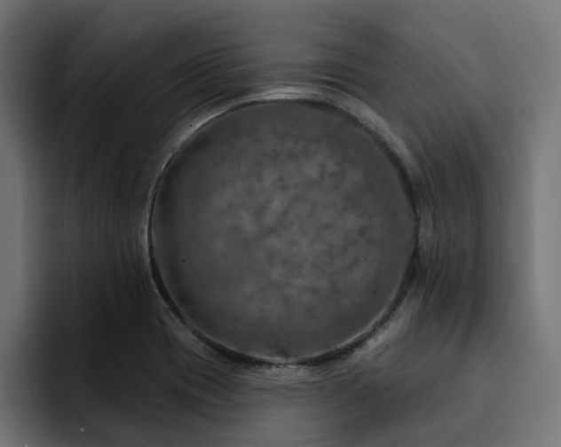 X0000094461417200711081316