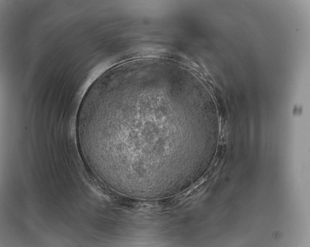 X0000094460099200711151459